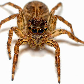 by Eko Janu - Animals Insects & Spiders