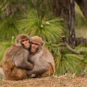 Rhesus macaque