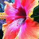 Hibiscus