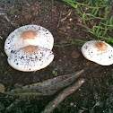 Green-Spored Lepiota