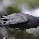 Rook