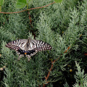 Asian Swallowtail