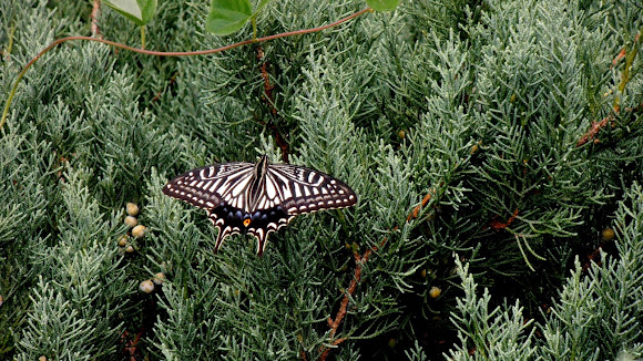 Spotting Image 1