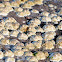 Acorn Barnacles