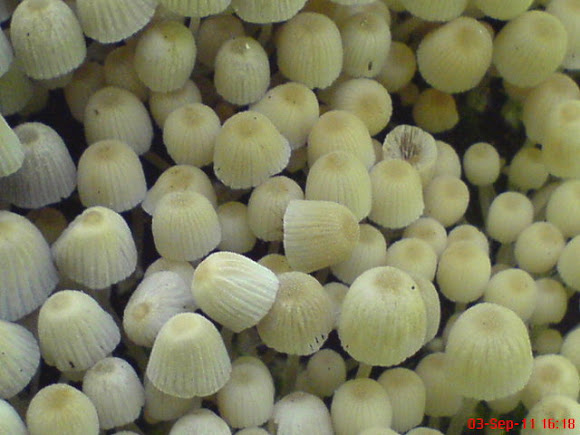 Spotting Image 1