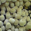 Trooping Crumble Cap