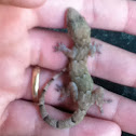 Tropical House Gecko