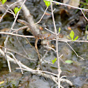 snake
