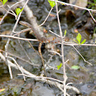 snake