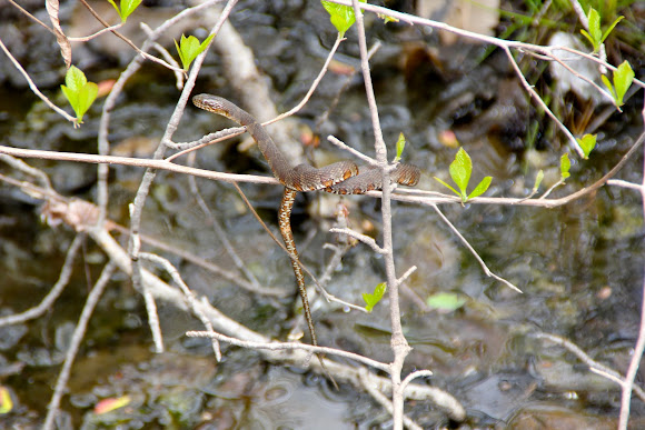 Spotting Image 1