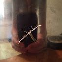 Plume Moth