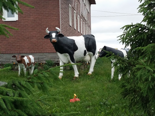 коровы у деревни