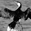 Little Pied Cormorant