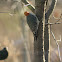Red-bellied Woodpecker