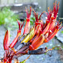 Harakeke, New Zealand flax