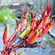 Harakeke, New Zealand flax