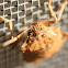 Stink bug