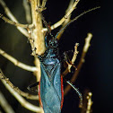 Black corsair (male)