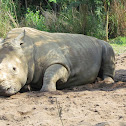 White Rhino