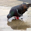 Pigeon