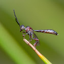 Gasteruptiid flower wasp