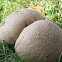 Earthball  Scleroderma sp.