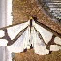 Neighbor Moth