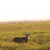 Gorongosa National Park