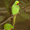 Parakeets