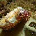 Cuttlefish