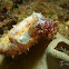 Cuttlefish