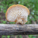 hexagonal-pored polypore