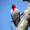 Red-cowled Cardinal