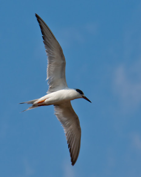 Spotting Image 1