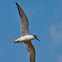 Common Tern