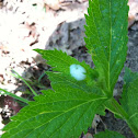 Meadow spittle bug nest