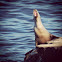 California Sea Lion