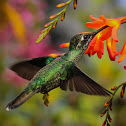 Green-crowned Brilliant