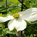 Flowering dogwood