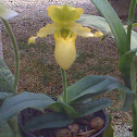 Ladies Slipper Orchid