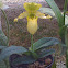 Ladies Slipper Orchid