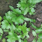 Cilantro