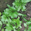 Cilantro