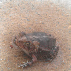 frog/toad?