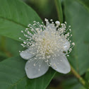 Guava