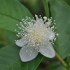 Guava