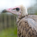 Hooded Vulture