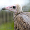Hooded Vulture