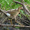 American Purple Gallinule (Juvenile)