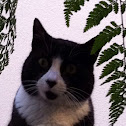 Gato Europeu comum